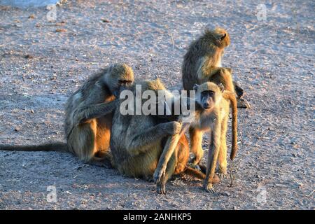 Eine Gruppe von Pavianen, die sich Pflege in Chobe National Park, Botswana Stockfoto