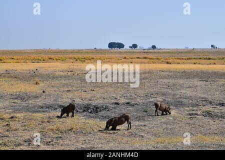 Eine Gruppe von warzenschweine im Chobe National Park, Botswana. Stockfoto