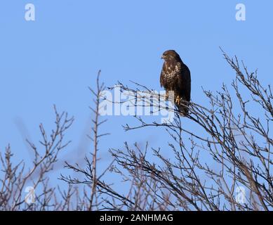 Gemeinsamer Bussardvogel (Buteo Buteo) auf einem Baum Stockfoto