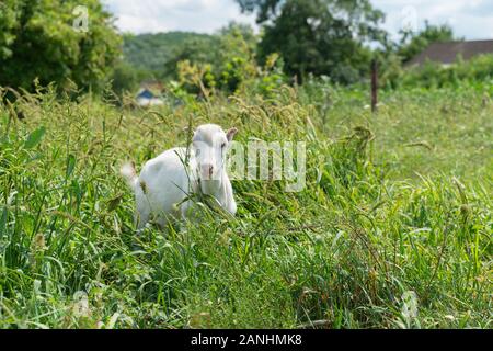 Portrait von weiße Baby Ziegen grasen auf grünem Gras und schönen Sommertag, Landschaft Landschaft, Dächer der Häuser des Dorfes für den Hintergrund. Kid ist ve Stockfoto