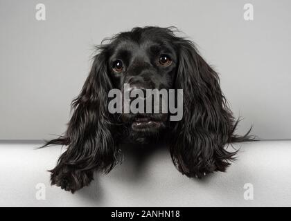 Schwarz arbeitende Zahnräder, 3 Jahre alt, Großbritannien. Stockfoto