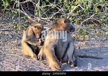 Eine Gruppe von Pavianen, die sich Pflege in Chobe National Park, Botswana Stockfoto