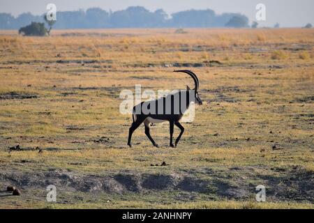 Ein sable Antilope im Chobe National Park, Botswana Stockfoto