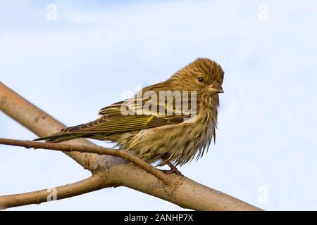 Ein Kiefer Zeisig, spinus Pinus, auf Zweig Stockfoto