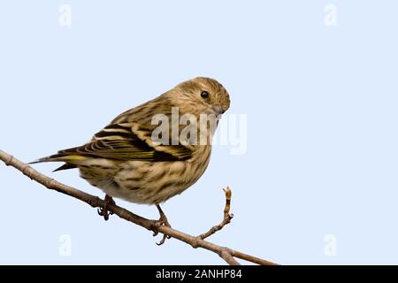 Ein Kiefer Zeisig, spinus Pinus, thront Stockfoto