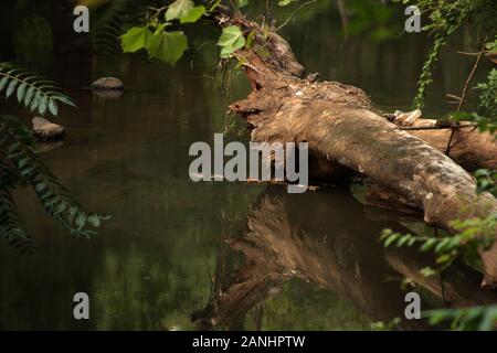 Ökosystem am Wasser, mit abgestorbenem Baum und Pflanzen Stockfoto