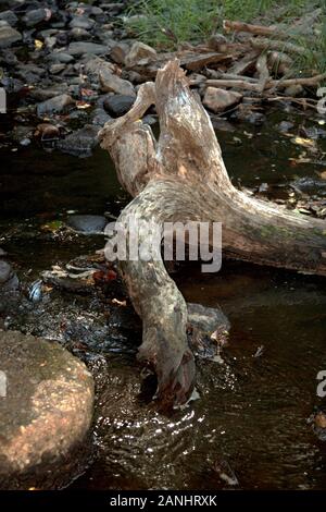 Toter Baum in einem Bach Stockfoto