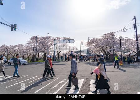 Blick auf die Straße von Hakuba im Frühling kirschblüten Saison sonnigen Tag morgen. Hakuba ist berühmt durch die bukeyashiki (Samurai Residenzen). Semboku Stockfoto