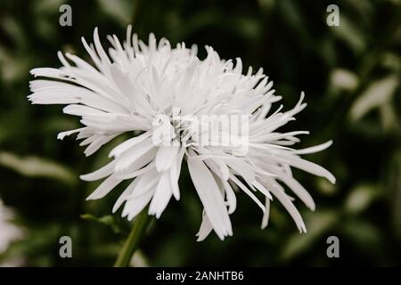 Einzelne weiße daisy flower, Feder Konzept, Blumen, zarte, natürliche Natur schöne perfekte Perfektion ziemlich Stockfoto