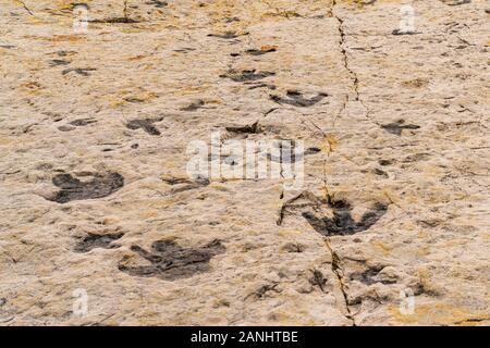 Fußabdrücke von Dinosauriern an Dinosaur Ridge in Morrison, Colorado. Stockfoto