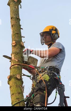 Baum Chirurg in einem Kabelbaum- und Sicherheitsausrüstung mit einer Kettensäge fiel ein Spruce Tree in der Höhe zu Stockfoto