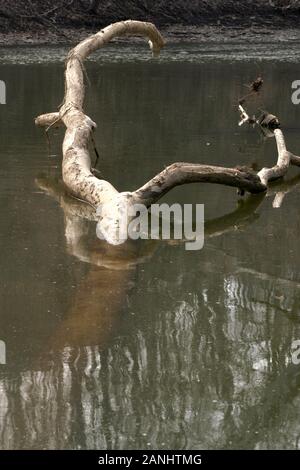 Toter Baum im Wasser Stockfoto