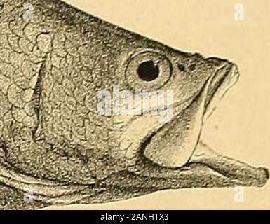 Die Fische von Indien; eine Naturgeschichte der Fische bekannt, die Meere und Binnengewässer von Indien, Birma zu bewohnen, und Ceylon. Stockfoto