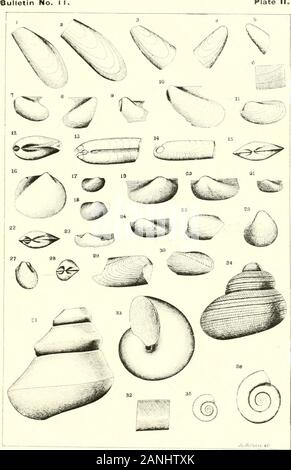 Bulletin der Illinois State Museum of Natural History. EDALIEN 8 I8, D. Sp 17 Klg. 15. Kardinal anzeigen. Abb. 16. Ansicht rechte Ventil. MaCKODON TETTISENSIS, u. ep1 (1, Abb. 17. Kighl Ventil. Abb. 18. Das rechte Ventil eines größeren Musters. MaORODON BLAIRI, D. gp:. Abb. 1ft. Das rechte Ventil. Das linke Ventil. Das linke Ventil des eine e-mail Muster. Kardinal anzeigen. Das linke Ventil ot Gleichen. Links vulve eines Mediums studentenführers Muster. CyIIIICAUOKLLA EXIMIA, 0 - 8 p ij Abb. 25. Das linke Ventil. Abb. 20. Abb. 21. Abb. 2 Ich. Abb. 21 Abb. 24, LUNULICARDItM RKTR 0 K8 Ähm, n. 8 p t&gt; Bild 36. Das rechte Ventil. Abb. 27. Das linke Ventil des ein kleineres Exemplar. 28. Stockfoto