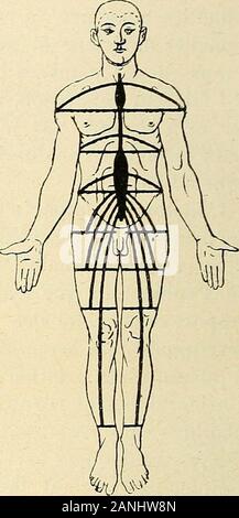 "Traité d'anatomie humaine.nas), déposent en faveurdune pareille Behauptung: Ils trouvent dans la métamérie spinale une Explication des plus satis - faisantes, en même temps quils Lui apportent lappui dune Demonstration, qui, pour être indi-recte wohl, nen Eine pas * une Grande valeur. Ces mêmes vollendete cliniques nous apprennent métamérique encoreque La division du tégument externe-en Correspondance avec la Disposition Seg-mentaire de la Moelle épinière, sobserve non seulement sur le Tronc, mais Encore sur les membreset Cela se Seife, chacun des membres se développant aux dépens Dun bestimmte Nombre Stockfoto