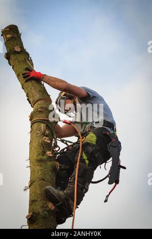 Baum Chirurg in einem Kabelbaum- und Sicherheitsausrüstung abholzen Spruce Tree in der Höhe Stockfoto