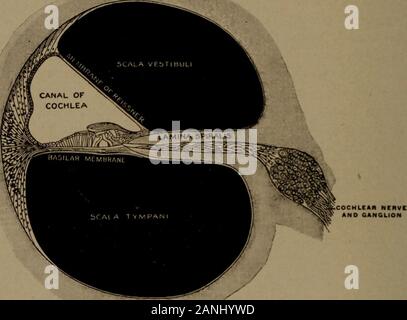 Ein Handbuch der otologie für Studierende und Praktiker. avity in zwei Röhren. Die towardthe Apex wird durch Reisners Membran, die von der Oberfläche der Lamina spiralis andie Außenwand der Cochlea, wo es an somedistance aus der Basilarmembran (Bild eingefügt wird, erstreckt. 15). Gibt th^ ist drei Fächer oder Spirale Rohre gebildet. Die auf der Basis der Cochlea scalatympani genannt wird, wie es bei der das Runde Fenster beginnt in relationwith das Tympanon, aus dem es vonder Membrana tympani secondaria getrennt ist. Es erstreckt sich von thislocation zwei und eins Stockfoto