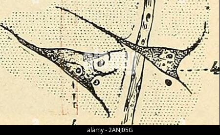 "Traité d'anatomie humaine. cellules Abb. 2; 4, Ailèrc céiébiale Tun gros-seur Moyenne, déchiréede Façon à montrer sesdifférentes Sofas dansleur ordre de superposi- (daprès Oberstei-ker). 1, endotli (51 ium. - 2, mem-brane fenêtrée. - 3, Tunique mus-culaire. - 4, adventice, avec o,]) igmciit. ANATOMIE GENERALE 40 Ich nerveuses, au niveau nutritifs seiïectuent desquelles Les échanges avec une Acti-vité plus Grande que partout Ailleurs. Les reseaux capillaires des Centres nerveux donnent naissance à des veinules, Celles-ci à des veines, qui gagnent, par les trajets Taucher, la Oberfläche extérieure Dun Stockfoto