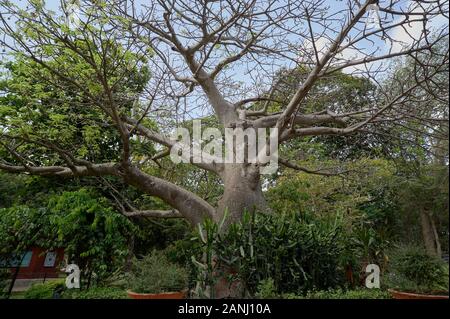 31. Mai 2009 Baobab Baum am Eingang des Byculla Zoo Rani bagh Mumbai Maharashtra Indien Stockfoto