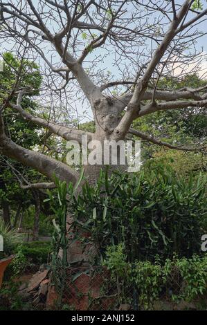 31. Mai 2009 Baobab Baum am Eingang des Byculla Zoo Rani bagh Mumbai Maharashtra Indien Stockfoto