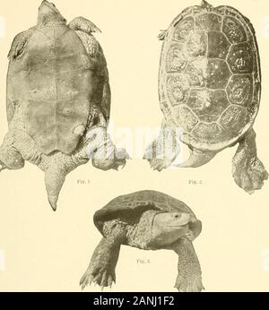 Bulletin des Präsidiums der Fischerei. Abb. :&Gt;. MALACLEMMYS LITTORALIS, weiblichen. Feigen, l-l - Eine individuelle 7 Zoll lang, von Rockport, Tex Abb. :, Eine etwas kleinere einzelne. Bull. Us B. F. 1904. Platte IX. Stockfoto