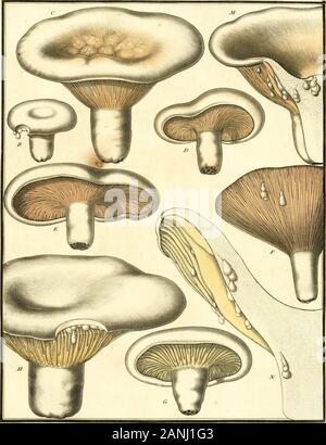 Herbier de la France; Oe, Collection complette des Plantes indigenes de ce Royaume; avec leurs proprits, et leurs usages en Tiermedizin. A&ARIC ACRE; Agaiicus acris CHAMPIGNON DE LAFRANCE. Ri. S 3 û Stockfoto