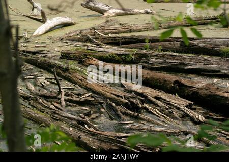 Tote Baumstämme sammelten sich auf einem sumpfigen Gebiet am Rande eines Flusses in Ohio, USA Stockfoto