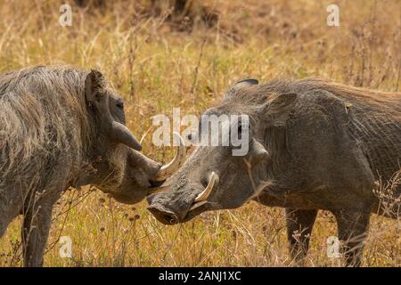 Gemeine Warthog, Phacocerus africanus, Suiden, Ngorongoro-Schutzgebiet, Tansania, Afrika Stockfoto