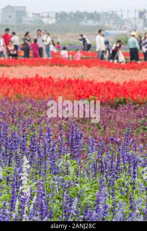 Mehlig Salbei (Salvia farinacea 'Victoria'), aka mealycup Salbei, intensiv blau-violette Blumen, die in einem dichten stehen, Meer aus Blumen, Xinshe, Taichung, Taiwan Stockfoto