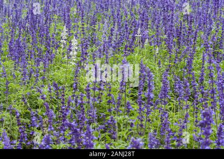 Mehlig Salbei (Salvia farinacea 'Victoria'), aka mealycup Salbei, intensiv blau-violette Blumen, die in einem dichten stehen, Meer aus Blumen, Xinshe, Taichung, Taiwan Stockfoto