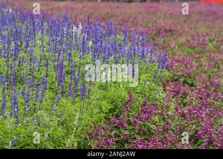 Mehlig Salbei (Salvia farinacea 'Victoria'), aka mealycup Salbei, intensiv blau-violette Blumen, die in einem dichten stehen, Meer aus Blumen, Xinshe, Taichung, Taiwan Stockfoto