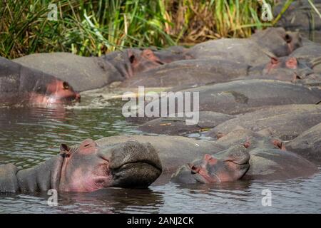 Hippo, Hippopotamus amphibius, Hippopotamids, Ngorongoro Conservation Area, Tansania, Afrika Stockfoto