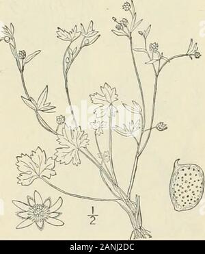 Eine Illustrierte Flora von der nördlichen USA, Kanada und die britischen Besitzungen: von Neufundland zu den Parallelen der südlichen Grenze von Virginia und vom Atlantik westwärts nach dem 102 Meridian; 2. ed.. Ranunculus parviflorus L. Sp. PI. Ed. .;, 780. 1763. Behaart, schlank, diffus, jährliche, Verzweigungen von Base, 6-io hoch. Basalen Blätter lange petioled, die Klinge reniform oder herzförmige - Orbicular, l broador weniger, 3-Spalt, die Lappen breit oval, stumpf, geschnitten und gezähnt; oberen Blätter kurz- petioled ornearly Stiellose, 3-5 - in lineare Parted - länglich Lappen; Blumen gelb, i-2; Stockfoto