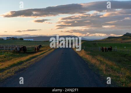Pferde auf der Farm Road in Island Stockfoto
