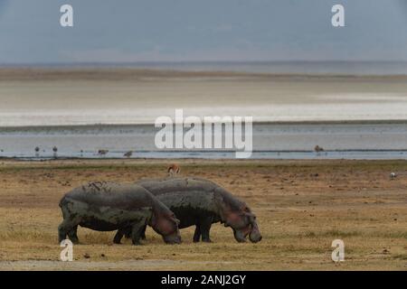 Hippo, Hippopotamus amphibius, Hippopotamids, Ngorongoro Conservation Area, Tansania, Afrika Stockfoto