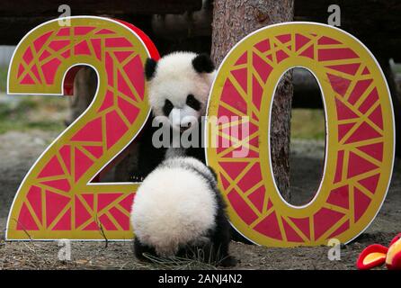 Zigong. 17 Jan, 2020. Foto auf Jan. 17, 2020 zeigt Panda Jungen in 2019 auf Basis des Shenshuping China Erhaltung und Forschung Zentrum für Riesenpandas in Chongqing National Nature Reserve, im Südwesten der Provinz Sichuan in China geboren. Credit: Li Mengxin/Xinhua/Alamy leben Nachrichten Stockfoto