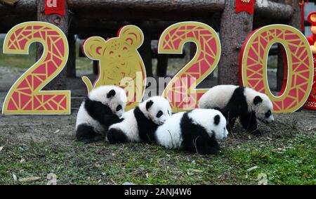 Zigong. 17 Jan, 2020. Foto auf Jan. 17, 2020 zeigt Panda Jungen in 2019 auf Basis des Shenshuping China Erhaltung und Forschung Zentrum für Riesenpandas in Chongqing National Nature Reserve, im Südwesten der Provinz Sichuan in China geboren. Credit: Tang Wenhao/Xinhua/Alamy leben Nachrichten Stockfoto