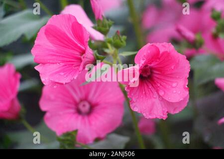 Schöne Blumen rosa Rosa oder Malve Lavatera trimestris. Zartes Rosa Blumen auf einem Hintergrund von grünen Blättern. Jährliche, Rosa, Royal oder Regal Mallow Stockfoto