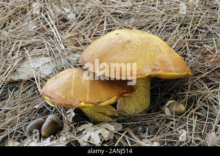 Muster jerrsey Kuh Pilzen Suillus bovinus, Stockfoto