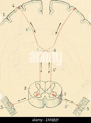 "Traité d'anatomie humaine. Abb. 271. Association des Neurone. A, Premier Nervenzelle. - B, Deuxième Nervenzelle. -C, neuroneefnlercalaire. ANAÏOMIE GENERALE 391. deuxième Cellule, ainsi mise en Produit, renvoie Vers le Muskel lincitation Quil; "reçue, et le Muskel se contracte. Voilà donc bien Deux cellules, Lune cérébrale, Lautre spinale, Lune à lautre réunies par une Libre anastomotique c [ui Permet à la seconde lapremière dinfluencer. Nous disons aujourdhui: une Inci-tation motrice (Abb. I 272), geb. dansune Cellule cérébrale, Abstieg dansla Moelle, en Suivant le- prolonge cylindraxile de la Zelle Stockfoto