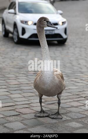 Wild Goose auf der Straße Stockfoto