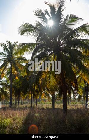 Hafen von Verlust/Alagoas/Brasilien. November, 29, 2019. Blick auf Porto de Pedras Stadt und Patacho Strand im Frühsommer. Stockfoto