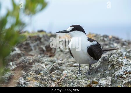 Verrußtes tern Vogel, Onychoprion fuscatus Seabird, stehend auf einem Felsen, selektive konzentrieren und Ansicht schließen, Lord Howe Island, New South Wales, Australien Stockfoto