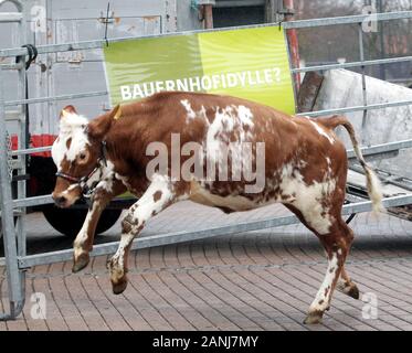 Oberhausen, Deutschland. 17 Jan, 2020. Die junge Kuh "Ronja" um Jumping ist den Bauern protestieren die Prozession am Einkaufszentrum Centro. Die Bauern protestieren gegen die neue Düngemittel- und für "Faire Preise für Lebensmittel'. Foto: Roland Weihrauch/dpa/Alamy leben Nachrichten Stockfoto