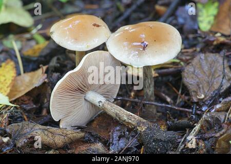 Hebeloma crustuliniforme, wie Gift pie oder Fee Kuchen bekannt, giftigen Pilze aus Finnland Stockfoto