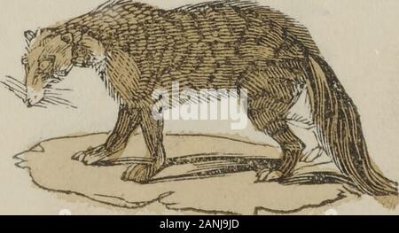 Alte Mutter Hubbard und ihrem Hund. Die Dame machte einen Knicks, Prin