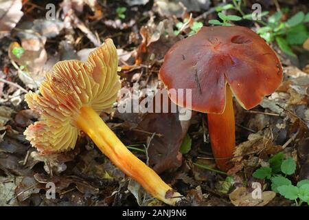 Hygrocybe punicea, wie Crimson waxcap oder Scharlach wächserne Gap bekannt, Pilze aus Finnland Stockfoto