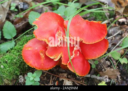 Hygrocybe punicea, wie Crimson waxcap oder Scharlach Wachs Kappe bekannt, Pilze aus Finnland Stockfoto