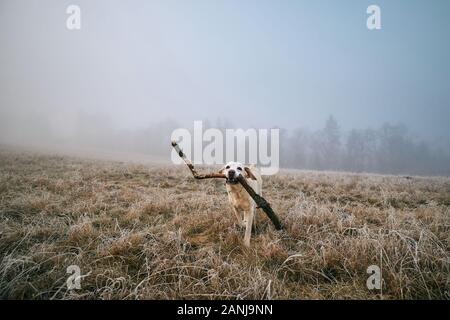 Hund auf dem Feld bei frostigen Morgen. Labrador Retriever mit Stock gegen Landschaft im Nebel. Stockfoto