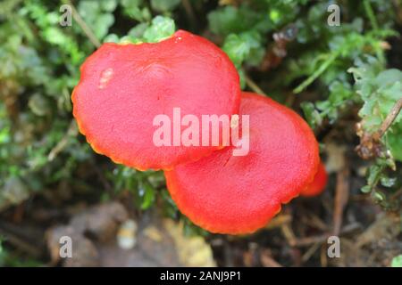 Hygrocybe punicea, wie Crimson waxcap oder Scharlach wächserne Gap bekannt, Pilze aus Finnland Stockfoto